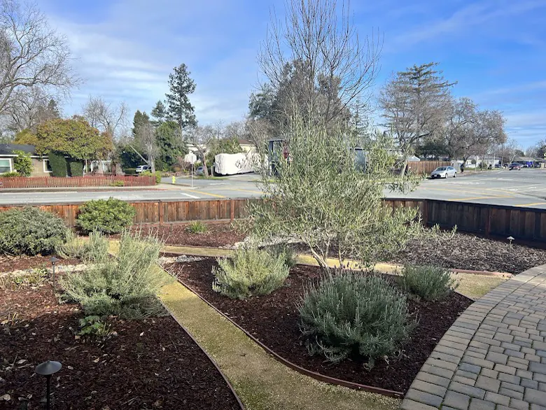 Drought-tolerant front yard with drip irrigation